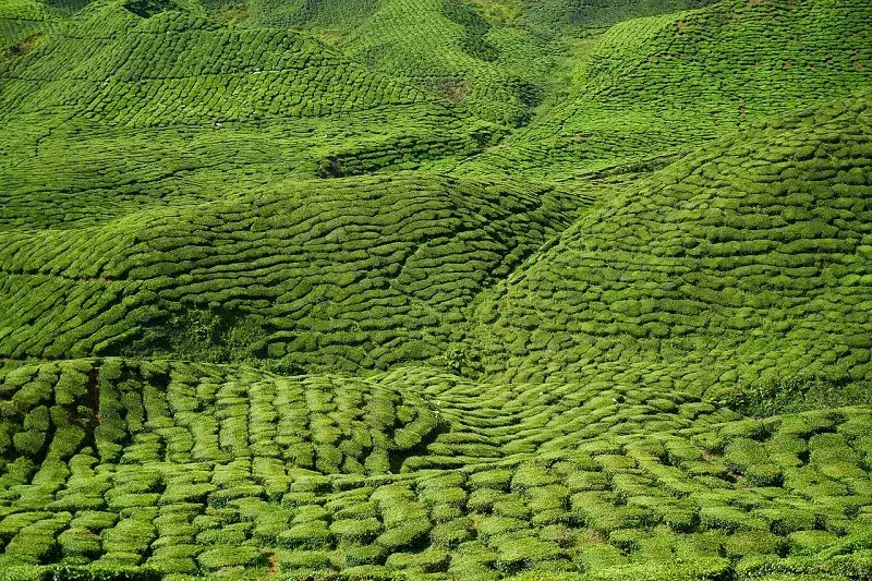 Assam: कछार में चाय श्रमिकों के लिए विश्राम सुविधाएं स्थापित की जाएंगी