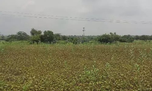 भारी बारिश: बाढ़ से फसलों को भारी नुकसान भारी बारिश: बाढ़ से फसलों को भारी नुकसान