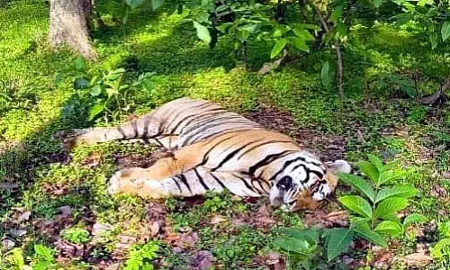 MP : संजय टाइगर रिजर्व में बाघ की करंट लगने से मौत MP : संजय टाइगर रिजर्व में बाघ की करंट लगने से मौत