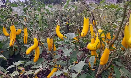 ठंडी हवा, मूसलाधार बारिश, कीट और रोग: पौधे पर पका बैंगन ठंडी हवा, मूसलाधार बारिश, कीट और रोग: पौधे पर पका बैंगन