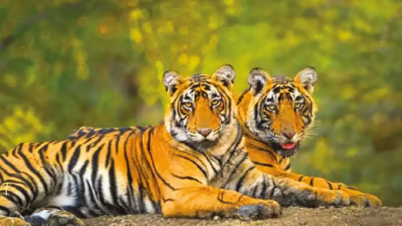 राज्य में बाघों का अस्तित्व खतरे में: 5 वर्षों में 75 बाघों की मौत