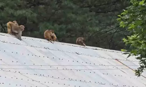 Bandipora: बंदरों का आतंक, ग्रामीणों का जीना दूभर