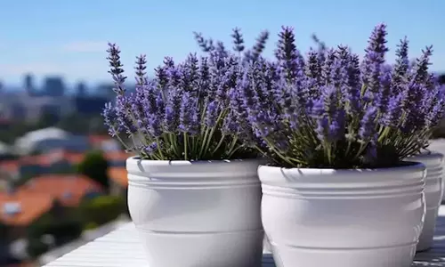 Garden में लैवेंडर उगाने के आसान उपाय, बालकनी में ताज़ा बगीचा बनाने के लिए Garden में लैवेंडर उगाने के आसान उपाय, बालकनी में ताज़ा बगीचा बनाने के लिए