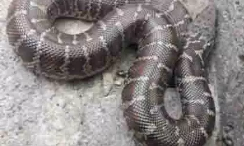 Mumbai: मुलुंड हाउसिंग सोसाइटी से 10 फुट लंबा अजगर बचाया गया Mumbai: मुलुंड हाउसिंग सोसाइटी से 10 फुट लंबा अजगर बचाया गया