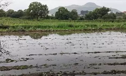 भारी बारिश से फसलों का नुकसान, किसानों ने तुरंत राहत की मांग की भारी बारिश से फसलों का नुकसान, किसानों ने तुरंत राहत की मांग की
