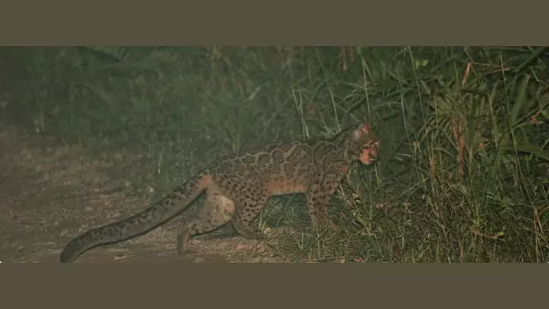Assam: काकोई रिजर्व फॉरेस्ट में पहली बार मार्बल कैट देखे जाने की घटना कैमरे में कैद Assam: काकोई रिजर्व फॉरेस्ट में पहली बार मार्बल कैट देखे जाने की घटना कैमरे में कैद