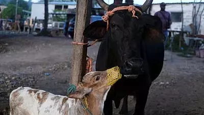 Odisha: गौरक्षकों ने मवेशियों से भरी गाड़ी को आग के हवाले किया, 12 गायों को बचाया गया Odisha: गौरक्षकों ने मवेशियों से भरी गाड़ी को आग के हवाले किया, 12 गायों को बचाया गया