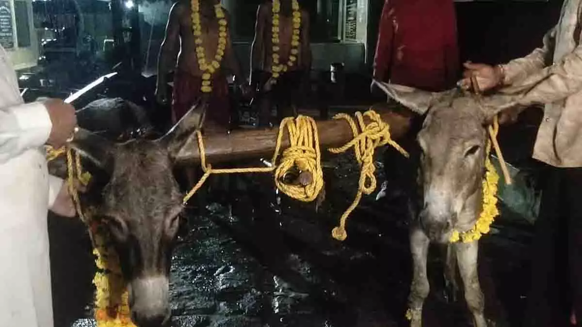 Mandsaur: बारिश के लिए श्मशान में गधों से हल चलवाया, नमक बोया Mandsaur: बारिश के लिए श्मशान में गधों से हल चलवाया, नमक बोया
