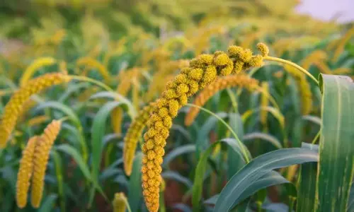 बाजरा की खेती को बढ़ावा: FCI ने पहली बार ओडिशा से रागी की फसल उठाई बाजरा की खेती को बढ़ावा: FCI ने पहली बार ओडिशा से रागी की फसल उठाई