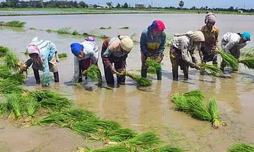 Maharashtra : भारी बारिश से आठ लाख हेक्टेयर फसलें बर्बाद