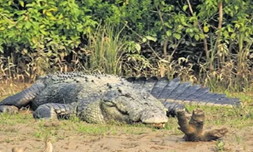 Odisha में मगरमच्छ के हमले में 13 वर्षीय लड़का घायल