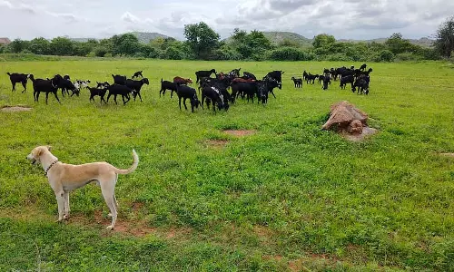 बाढ़ की चेतावनी: कृष्णा नदी के तटों पर बाढ़ का खतरा बढ़ा