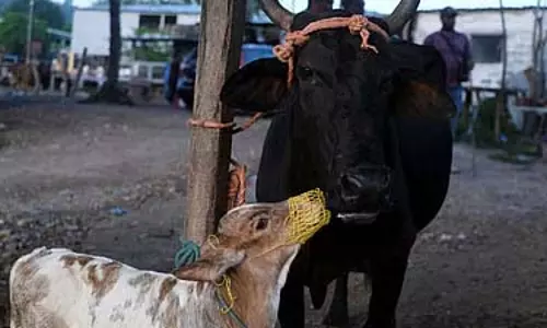 Odisha: गौरक्षकों ने मवेशियों से भरी गाड़ी को आग के हवाले किया, 12 गायों को बचाया गया Odisha: गौरक्षकों ने मवेशियों से भरी गाड़ी को आग के हवाले किया, 12 गायों को बचाया गया