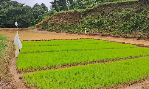 Karnataka : सोमवारपेट तालुका में 7,100 हेक्टेयर क्षेत्र में धान की खेती का लक्ष्य Karnataka : सोमवारपेट तालुका में 7,100 हेक्टेयर क्षेत्र में धान की खेती का लक्ष्य