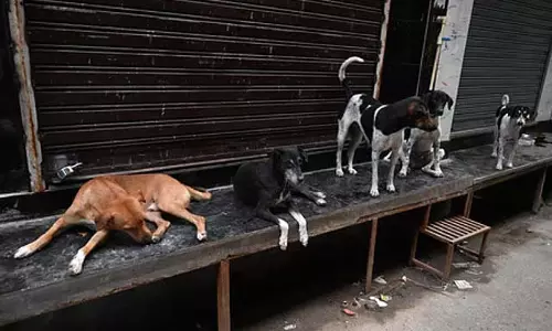 आवारा कुत्तों का मामला: SC ने तत्काल सुनवाई से किया इनकार आवारा कुत्तों का मामला: SC ने तत्काल सुनवाई से किया इनकार