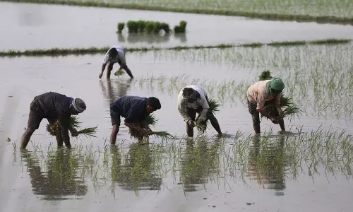 अच्छे मानसून से Punjab के बिजली निगम को करोड़ों की बचत, रिकॉर्ड धान की पैदावार का अनुमान