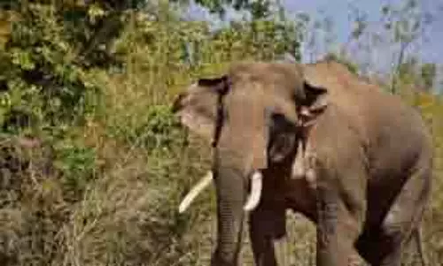 Kerala: मलप्पुरम में जंगली हाथी के हमले में 68 वर्षीय महिला की मौत Kerala: मलप्पुरम में जंगली हाथी के हमले में 68 वर्षीय महिला की मौत