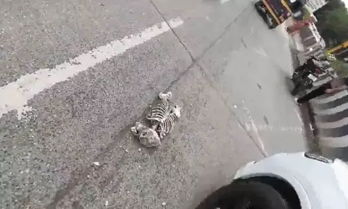 Pune: यरवदा में सड़क पर मिला कंकाल, अफरा-तफरी मची Pune: यरवदा में सड़क पर मिला कंकाल, अफरा-तफरी मची