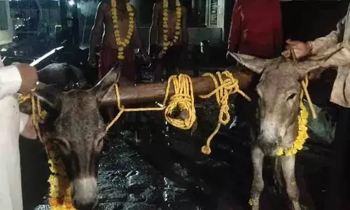 Mandsaur: बारिश के लिए श्मशान में गधों से हल चलवाया, नमक बोया Mandsaur: बारिश के लिए श्मशान में गधों से हल चलवाया, नमक बोया