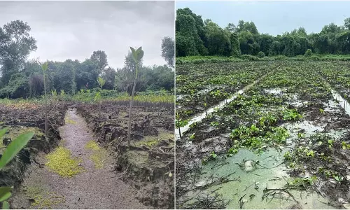 महाराष्ट्र में मैंग्रोव वनों के मुआवजा वृक्षारोपण की ऑनलाइन ट्रैकिंग शुरू महाराष्ट्र में मैंग्रोव वनों के मुआवजा वृक्षारोपण की ऑनलाइन ट्रैकिंग शुरू