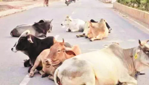 मवेशियों के मालिक पर पुलिस ने की कार्रवाई, खुला छोड़ने पर FIR दर्ज मवेशियों के मालिक पर पुलिस ने की कार्रवाई, खुला छोड़ने पर FIR दर्ज