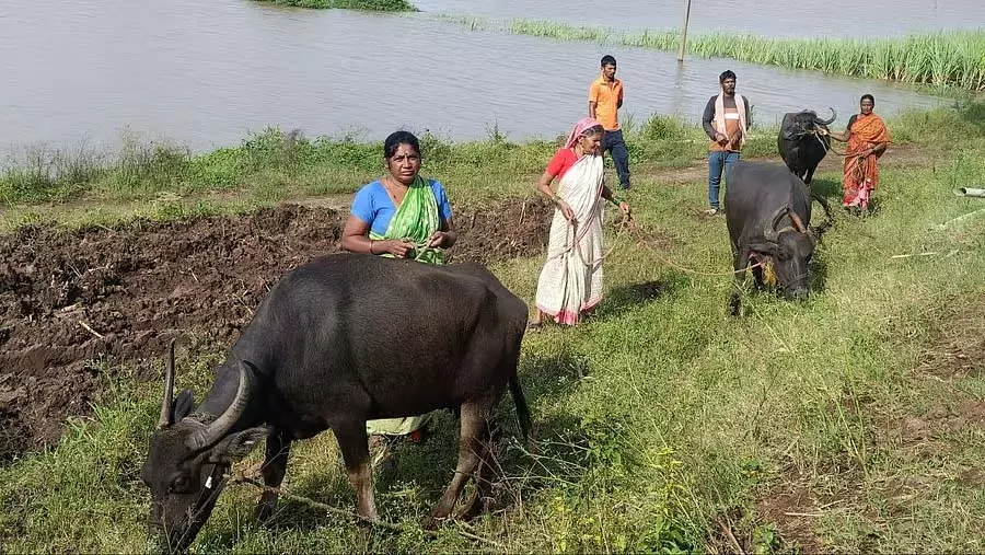 Chikkodi: मान्यागा सांप, बिच्छू का आतंक, नदी किनारे बसे गांवों के लोग परेशान Chikkodi: मान्यागा सांप, बिच्छू का आतंक, नदी किनारे बसे गांवों के लोग परेशान