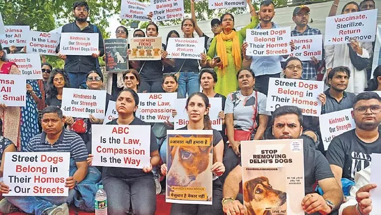 एमसीडी ने एनजीओ को खूंखार आवारा कुत्तों को हटाने का निर्देश दिया एमसीडी ने एनजीओ को खूंखार आवारा कुत्तों को हटाने का निर्देश दिया