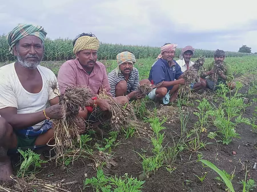 Karnataka: लहसुन की फसल की वृद्धि धीमी Karnataka: लहसुन की फसल की वृद्धि धीमी