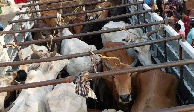 Bhadrak में गौरक्षकों ने मवेशियों को ले जा रहे वाहन को जलाया Bhadrak में गौरक्षकों ने मवेशियों को ले जा रहे वाहन को जलाया