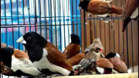 वन विभाग की बड़ी कार्रवाई, Ulwe से 42 मुनिया कुत्ते रेस्क्यू वन विभाग की बड़ी कार्रवाई, Ulwe से 42 मुनिया कुत्ते रेस्क्यू