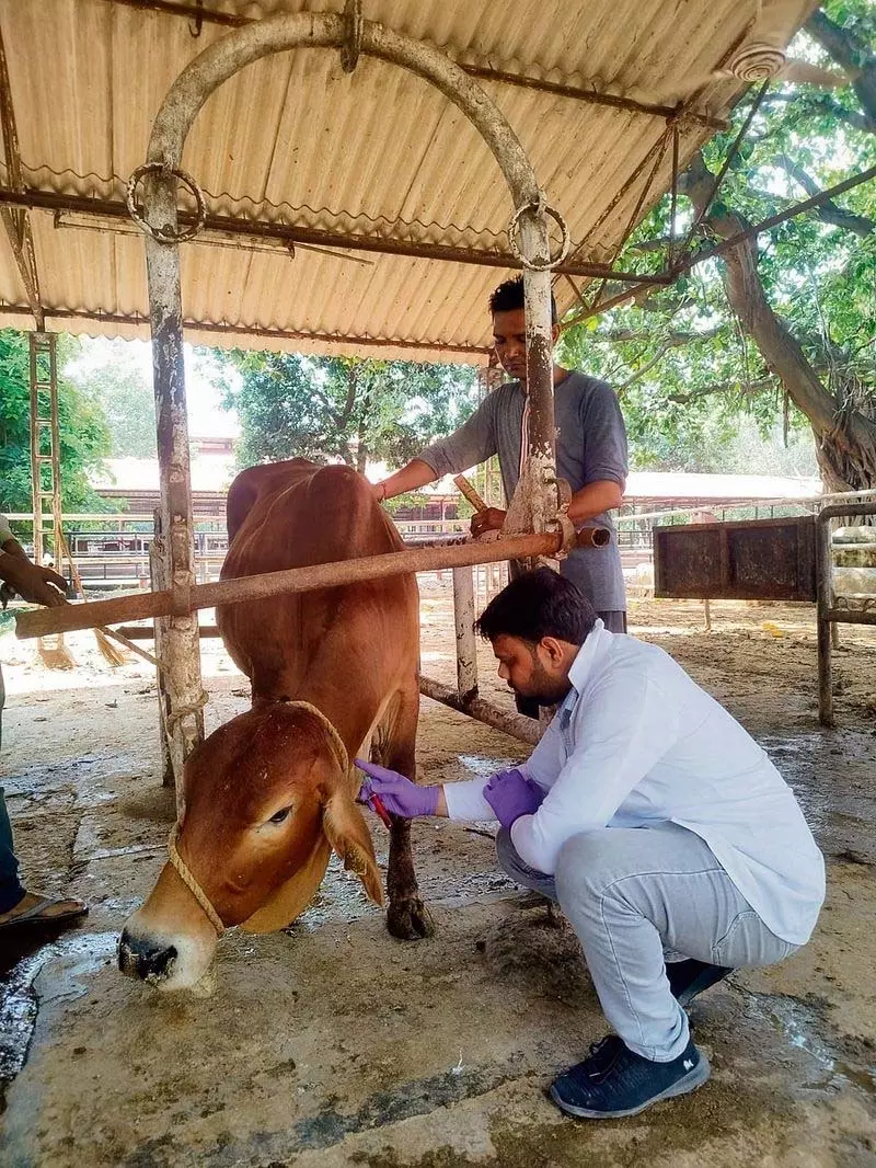 NDRI ने साहीवाल मवेशियों के लिए भारत का पहला जीनोमिक चयन कार्यक्रम शुरू किया NDRI ने साहीवाल मवेशियों के लिए भारत का पहला जीनोमिक चयन कार्यक्रम शुरू किया