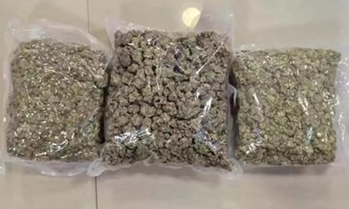 DRI ने पूरे भारत में हाइड्रोपोनिक वीड तस्करी गिरोह का किया भंडाफोड़ DRI ने पूरे भारत में हाइड्रोपोनिक वीड तस्करी गिरोह का किया भंडाफोड़