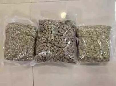 DRI ने हाइड्रोपोनिक वीड तस्करी रैकेट का किया भंडाफोड़ DRI ने हाइड्रोपोनिक वीड तस्करी रैकेट का किया भंडाफोड़