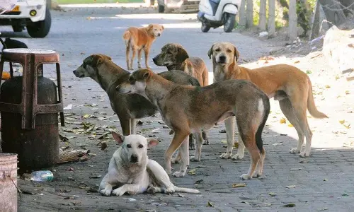 आवारा कुत्ता पकड़ने पर रोक की याचिका: सुप्रीम कोर्ट का फैसला आज आवारा कुत्ता पकड़ने पर रोक की याचिका: सुप्रीम कोर्ट का फैसला आज