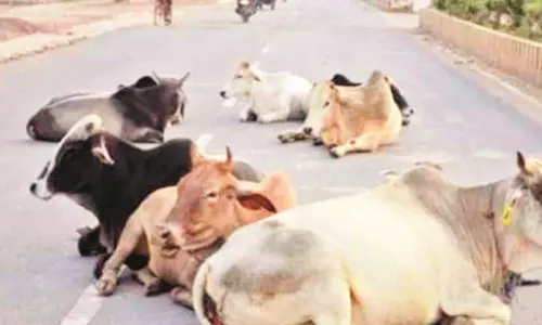 मवेशियों के मालिक पर पुलिस ने की कार्रवाई, खुला छोड़ने पर FIR दर्ज