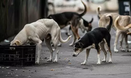 आवारा कुत्तों पर सुप्रीम कोर्ट का अहम फैसला