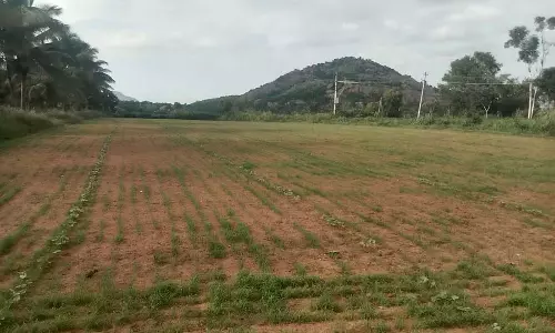 भारी बारिश से बाजरा अंकुरित; बंपर फसल की उम्मीद भारी बारिश से बाजरा अंकुरित; बंपर फसल की उम्मीद