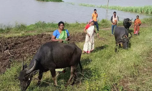 Chikkodi: मान्यागा सांप, बिच्छू का आतंक, नदी किनारे बसे गांवों के लोग परेशान