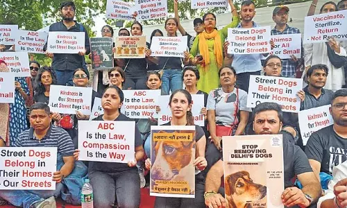 एमसीडी ने एनजीओ को खूंखार आवारा कुत्तों को हटाने का निर्देश दिया एमसीडी ने एनजीओ को खूंखार आवारा कुत्तों को हटाने का निर्देश दिया