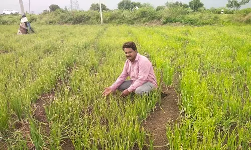 प्याज में छाछ रोग: उत्पादक संकट में प्याज में छाछ रोग: उत्पादक संकट में