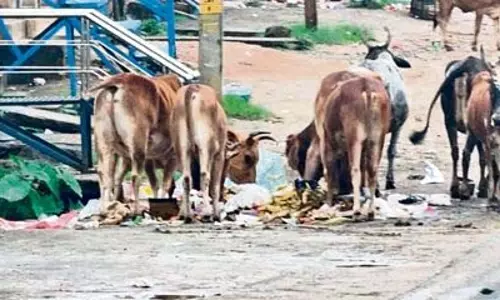 NH के पास कूड़े के ढेर से सेमीलीगुडा निवासियों को खतरा