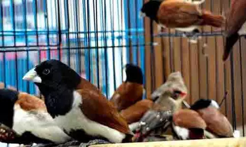वन विभाग की बड़ी कार्रवाई, Ulwe से 42 मुनिया कुत्ते रेस्क्यू वन विभाग की बड़ी कार्रवाई, Ulwe से 42 मुनिया कुत्ते रेस्क्यू