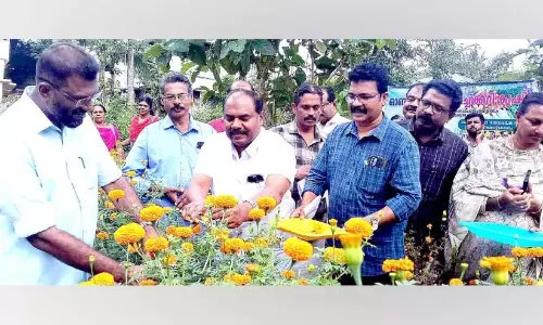 Kerala : करवरम में ओणम के फूलों की कटाई शुरू Kerala : करवरम में ओणम के फूलों की कटाई शुरू
