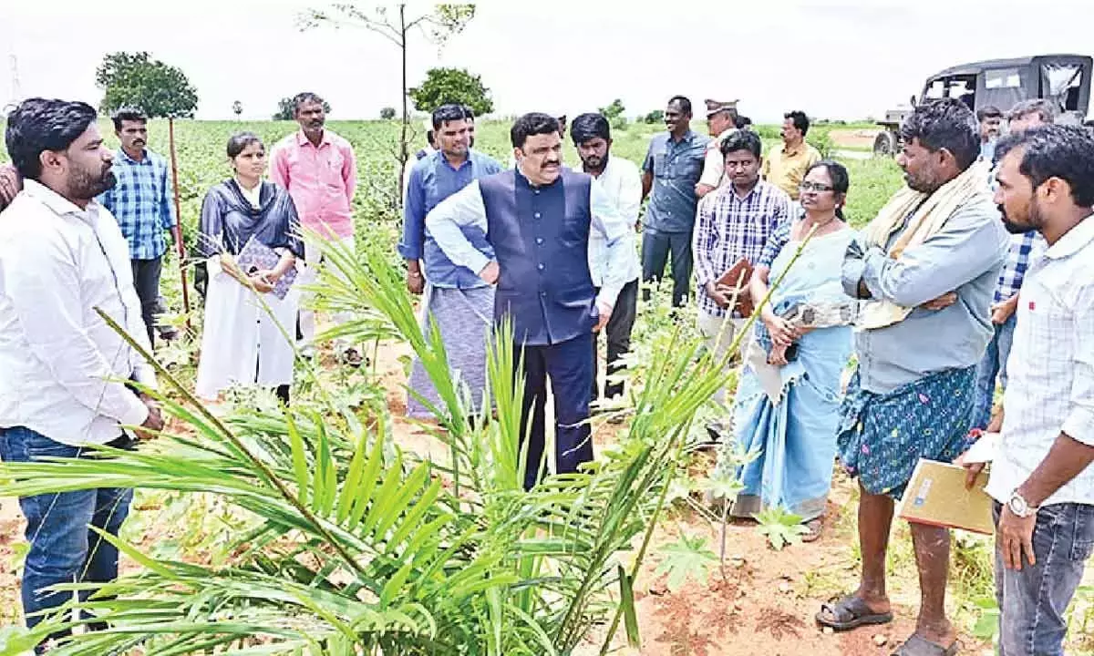 Andhra Pradesh : कलेक्टर ने ई-फसल बुकिंग शीघ्र पूरी करने के आदेश दिए