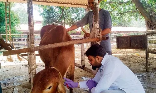 NDRI ने साहीवाल मवेशियों के लिए भारत का पहला जीनोमिक चयन कार्यक्रम शुरू किया