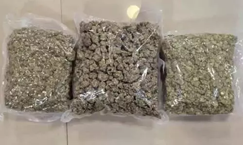 DRI ने पूरे भारत में हाइड्रोपोनिक वीड तस्करी गिरोह का किया भंडाफोड़ DRI ने पूरे भारत में हाइड्रोपोनिक वीड तस्करी गिरोह का किया भंडाफोड़