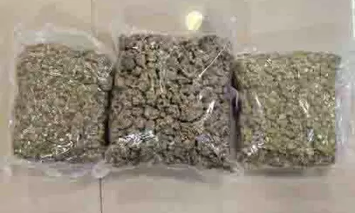 DRI ने हाइड्रोपोनिक वीड तस्करी रैकेट का किया भंडाफोड़ DRI ने हाइड्रोपोनिक वीड तस्करी रैकेट का किया भंडाफोड़