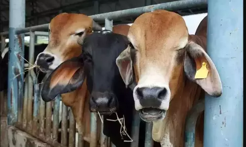 Bhopal: पशुपालन व दुग्ध उत्पादन से किसानों को आत्मनिर्भर बनाने की कोशिश