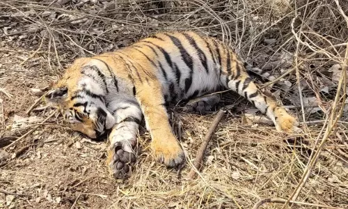 Narmadapuram: सतपुड़ा रिजर्व के पास टाइगर मृत, शिकार का शक Narmadapuram: सतपुड़ा रिजर्व के पास टाइगर मृत, शिकार का शक