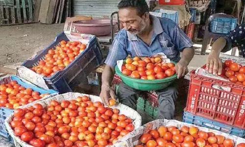 Hyderabad में टमाटर की कीमतें आसमान छू रही हैं: फसल नुकसान के बीच दाम ₹70 तक पहुँचे Hyderabad में टमाटर की कीमतें आसमान छू रही हैं: फसल नुकसान के बीच दाम ₹70 तक पहुँचे